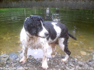 Springer Spaniels: Emma, 'Water Dog'