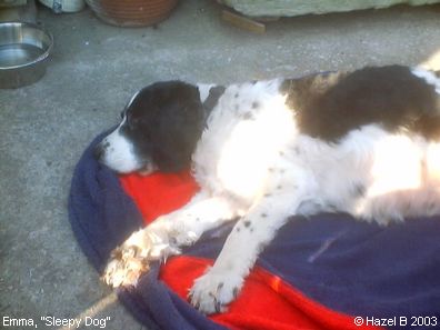 Springer Spaniels: Emma, 'Sleepy Dog'