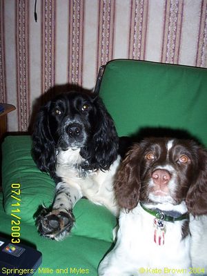 Springer Spaniels: Millie and Myles