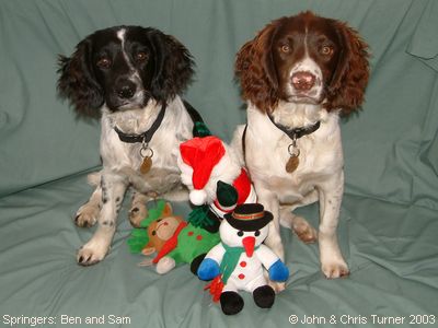 Springer Spaniels: Ben and Sam