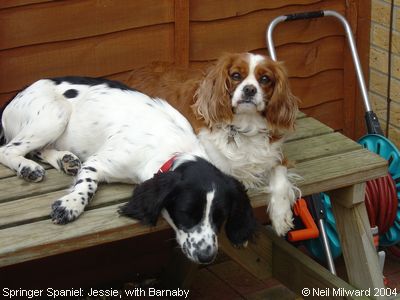 Springer Spaniel: Jessie, with Barnaby